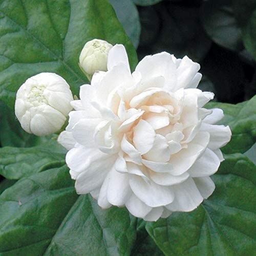 Rare Arabian Jasmine - Plant